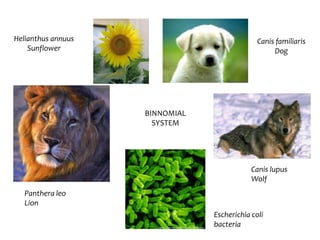 Helianthus annuusSunflowerCanisfamiliarisDog BINNOMIAL SYSTEMCanis lupusWolfPantheraleoLionEscherichia colibacteria