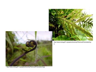 Caecilians Originated from  fishesAll have bony endoskeletons and usually four legsEctothermicMetamorphosis (some species)All require water at some stage in the life cycle.Most shed their eggs into water, which is also home to a free-swimming larval stage.Respiration: gills, lungs (less efficient) , skinWET skin = respiratory organ (usually thin and sometimes supplied with glands that produce toxins)Heart:  3 chambers External fertilizationEardrumsVocal cordsCaecilia – vestigial eyes + no legs