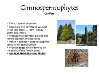 ReptiliaCrocodiles, Alligators, Turtles, Snakes, LizardsEvolved from amphibiansHeart = 4 chambersEctothermicSkin = dry and full of scales (prevent dehydration)Eggs with shell, amniotic sac (allows them to live on dry land)Well developed lungsInternal fertilization