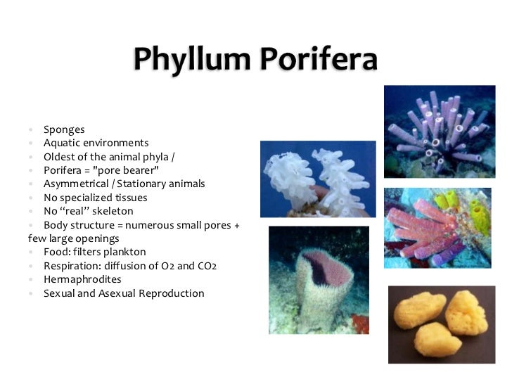 IS2 Classification PPT