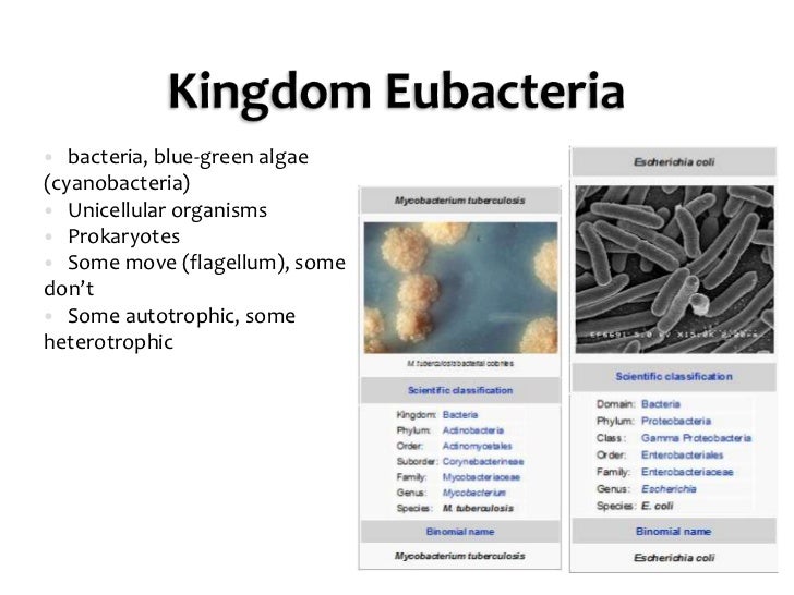 What kingdom do cyanobacteria belong to?