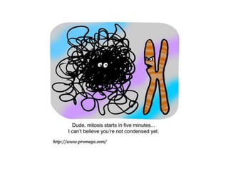 Interphase = period between 2 cell divisions. Cell increases in size, but the chromosomes are invisible (long and thin)MitosisMitosis is the division of the eukaryote nucleus, which goes on throughout life in all parts of the body. Organelles can be randomly separated into the daughter cells but chromosomes must be precisely divided so that each daughter cell gets exactly the same DNA.Every human cell has the same 46 chromosomesMitosis is usually divided into 4 phases:Prophase (P)Metaphase (M)Anaphase (A)Telophase (T)PMAT