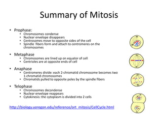 End of Telophase: CytokinesisThe organelles get divided up into the 2 daughter cells passively: they go with whichever cell they find themselves in.Plant x Animal cells:Plants: a new cell wall made of cellulose forms between the 2 new nuclei (cell plate)Animals: a ring of actin fibers (microfilaments) forms around the cell equator, pinching the cell in half. 