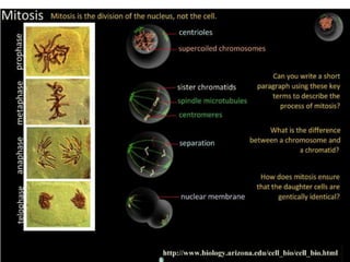 Summary of MitosisProphase: Chromosomes condenseNuclear envelope disappearsCentrosomes move to opposite sides of the cellSpindle  fibers form and attach to centromeres on the chromosomesMetaphaseChromosomes are lined up on equator of cellCentrioles are at opposite ends of cellAnaphaseCentromeres divide: each 2-chromatid chromosome becomes two 1-chromatid chromosomesChromatids pulled to opposite poles by the spindle fibersTelophaseChromosomes decondenseNuclear envelope reappearsCytokinesis: the cytoplasm is divided into 2 cellshttp://biology.uoregon.edu/reference/ort_mitosis/CellCycle.html