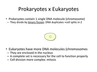 Prokaryotes x EukaryotesProkaryotes contain 1 single DNA molecule (chromosome)They divide by binary fission: DNA duplicates +cell splits in 2Eukaryotes have more DNA molecules (chromosomesThey are enclosed in the nucleusA complete set is necessary for the cell to function properlyCell division more complex: mitosis