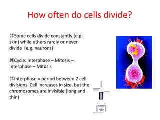 How often do cells divide?Some cells divide constantly (e.g. skin) while others rarely or never divide  (e.g. neurons)