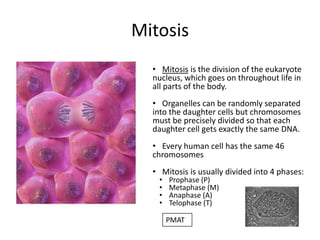 Cycle: Interphase – Mitosis – Interphase – Mitosis 