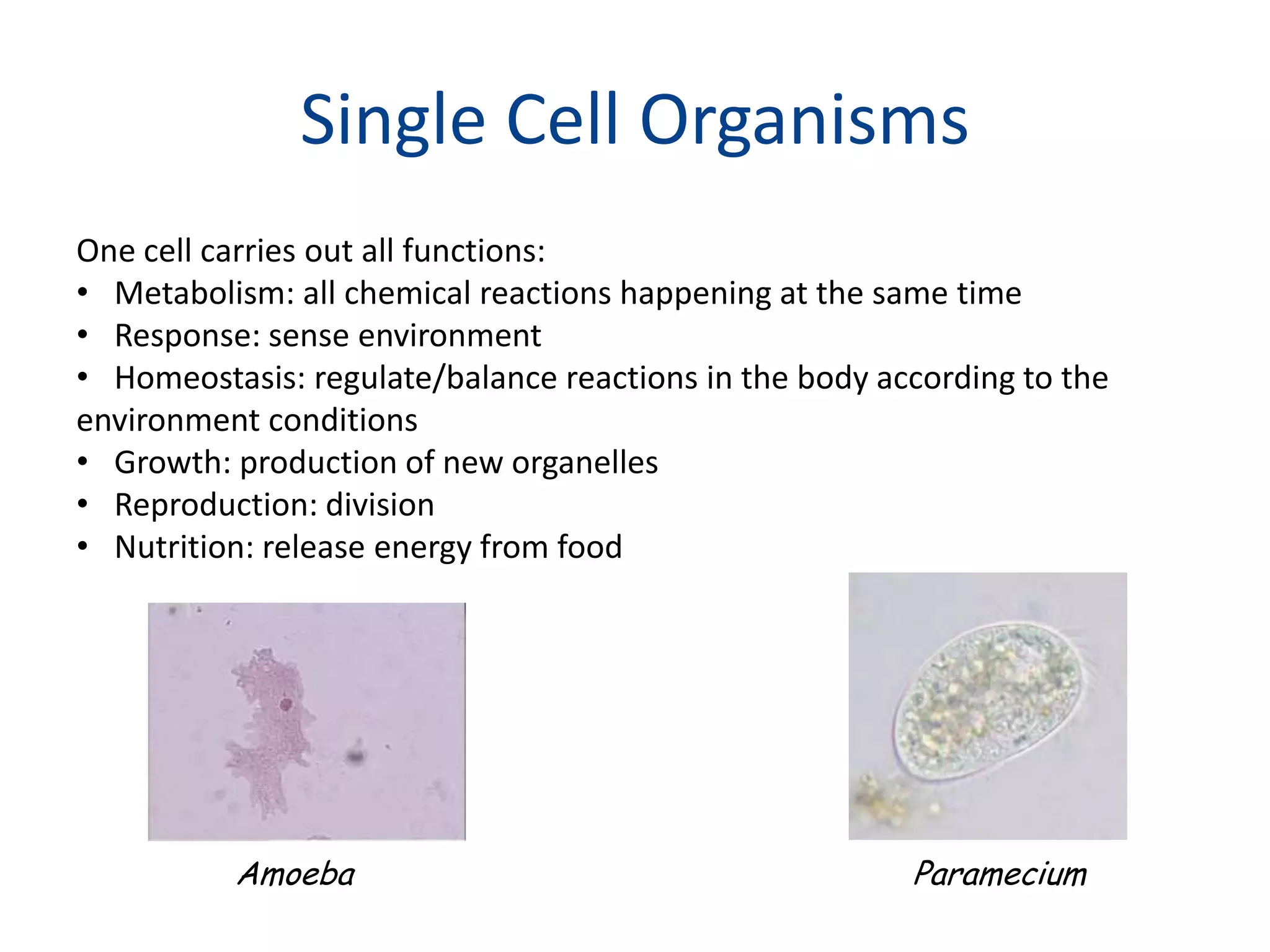 Single Cell OrganismsOne cell carries out all functions:Metabolism: all chemical reactions happening at the same timeResponse: sense environmentHomeostasis: regulate/balance reactions in the body according to the environment conditionsGrowth: production of new organellesReproduction: division Nutrition: release energy from foodAmoebaParamecium