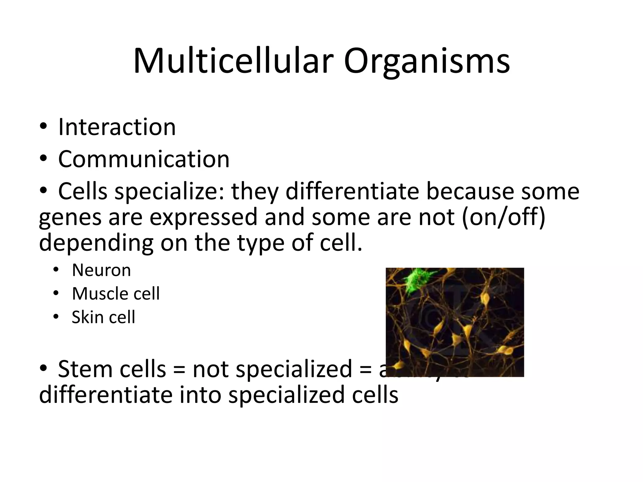 Multicellular OrganismsInteractionCommunicationCells specialize: they differentiate because some genes are expressed and some are not (on/off) depending on the type of cell.NeuronMuscle cellSkin cellStem cells = not specialized = ability to differentiate into specialized cells