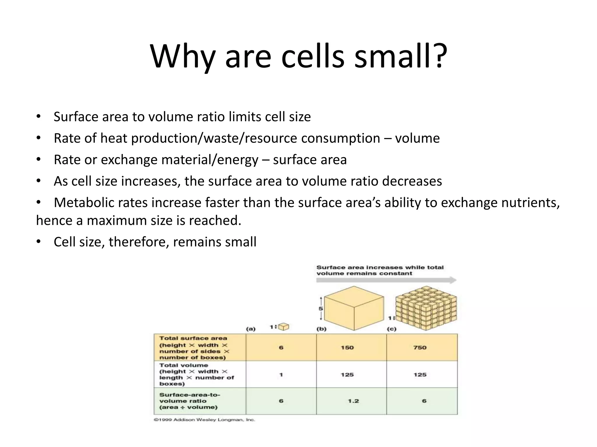 Why are cells small?Surface area to volume ratio limits cell sizeRate of heat production/waste/resource consumption – volumeRate or exchange material/energy – surface areaAs cell size increases, the surface area to volume ratio decreasesMetabolic rates increase faster than the surface area’s ability to exchange nutrients, hence a maximum size is reached.Cell size, therefore, remains small