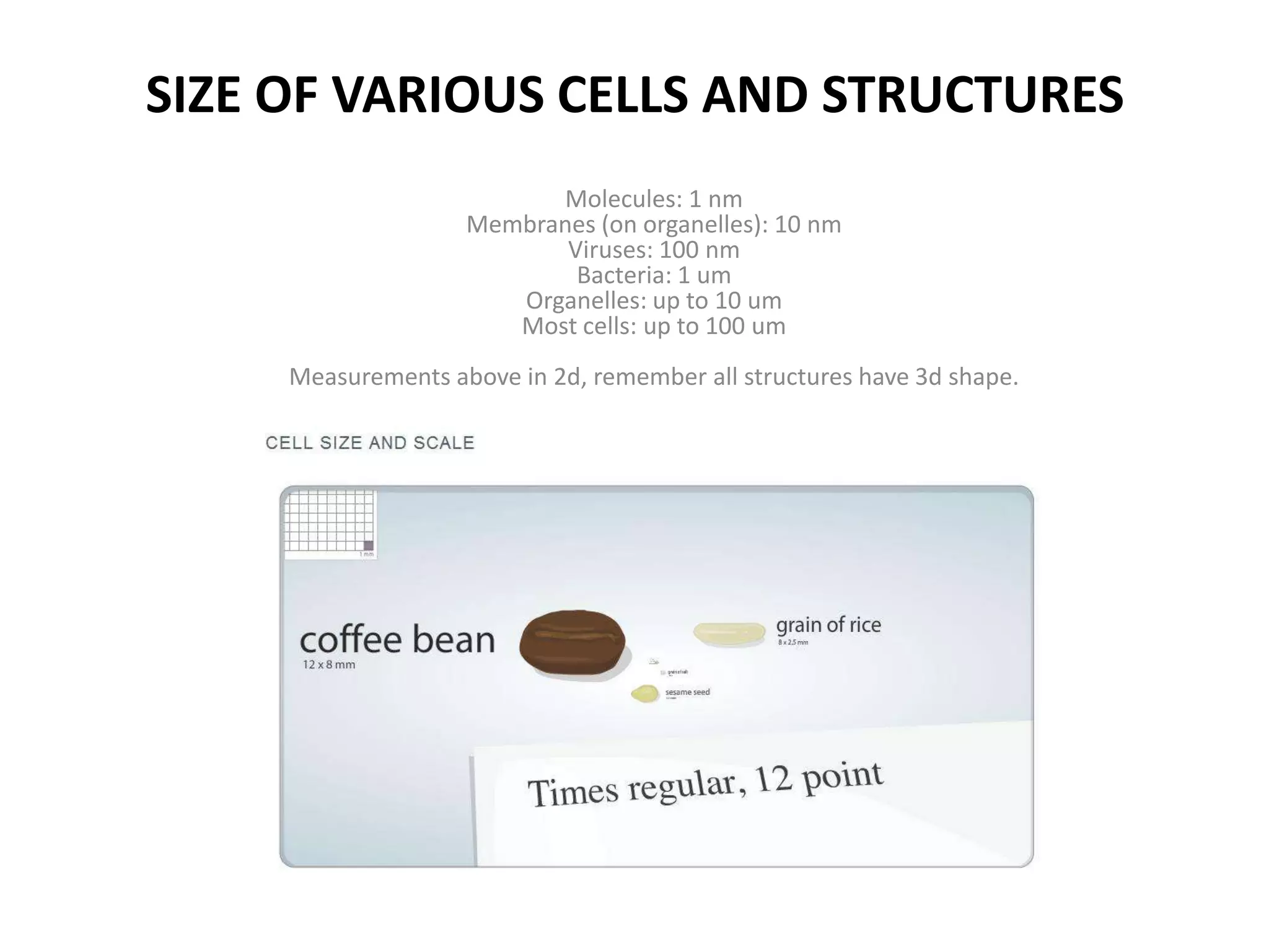 Size of various cells and structuresMolecules: 1 nmMembranes (on organelles): 10 nmViruses: 100 nmBacteria: 1 umOrganelles: up to 10 umMost cells: up to 100 umMeasurements above in 2d, remember all structures have 3d shape.