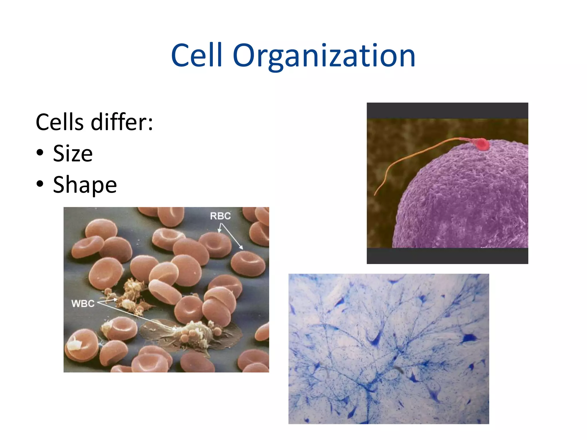 Cell OrganizationCells differ:SizeShape