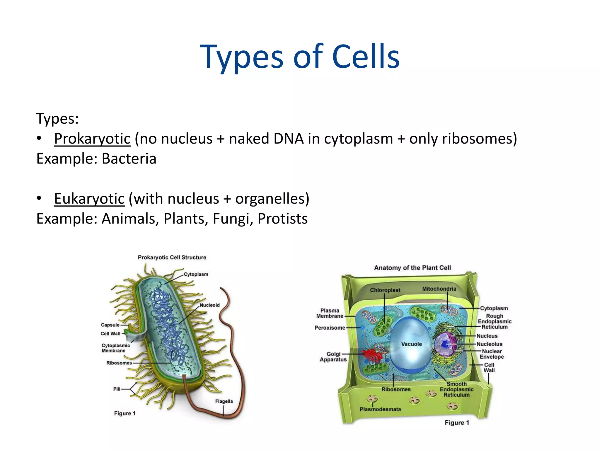 Types of CellsTypes:	Prokaryotic (no nucleus + naked DNA in cytoplasm + only ribosomes)Example: BacteriaEukaryotic (with nucleus + organelles)Example: Animals, Plants, Fungi, Protists