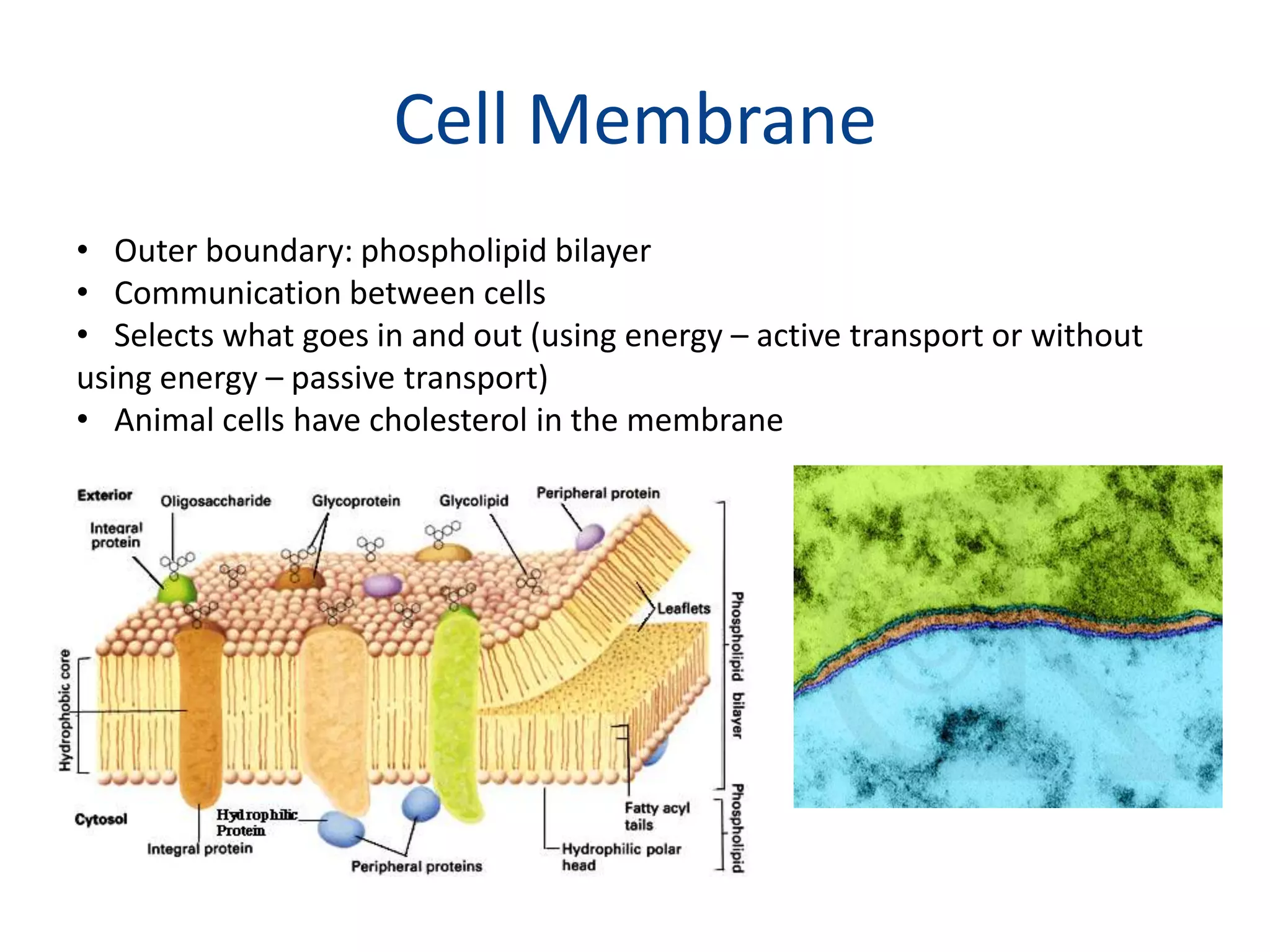 Cell MembraneOuter boundary: phospholipid bilayerCommunication between cellsSelects what goes in and out (using energy – active transport or without using energy – passive transport)Animal cells have cholesterol in the membrane