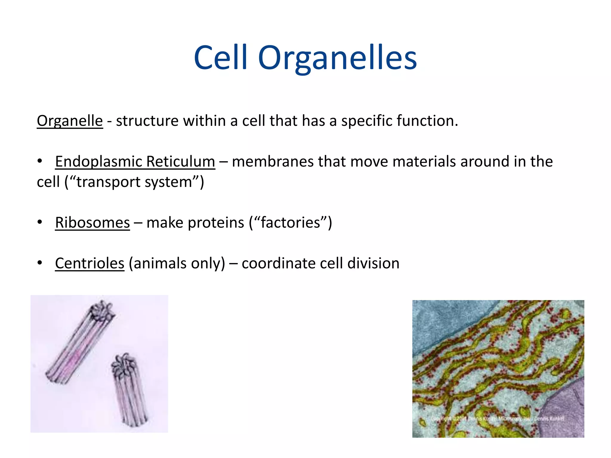 Cell OrganellesOrganelle - structure within a cell that has a specific function.Endoplasmic Reticulum – membranes that move materials around in the cell (“transport system”)Ribosomes – make proteins (“factories”)Centrioles (animals only) – coordinate cell division