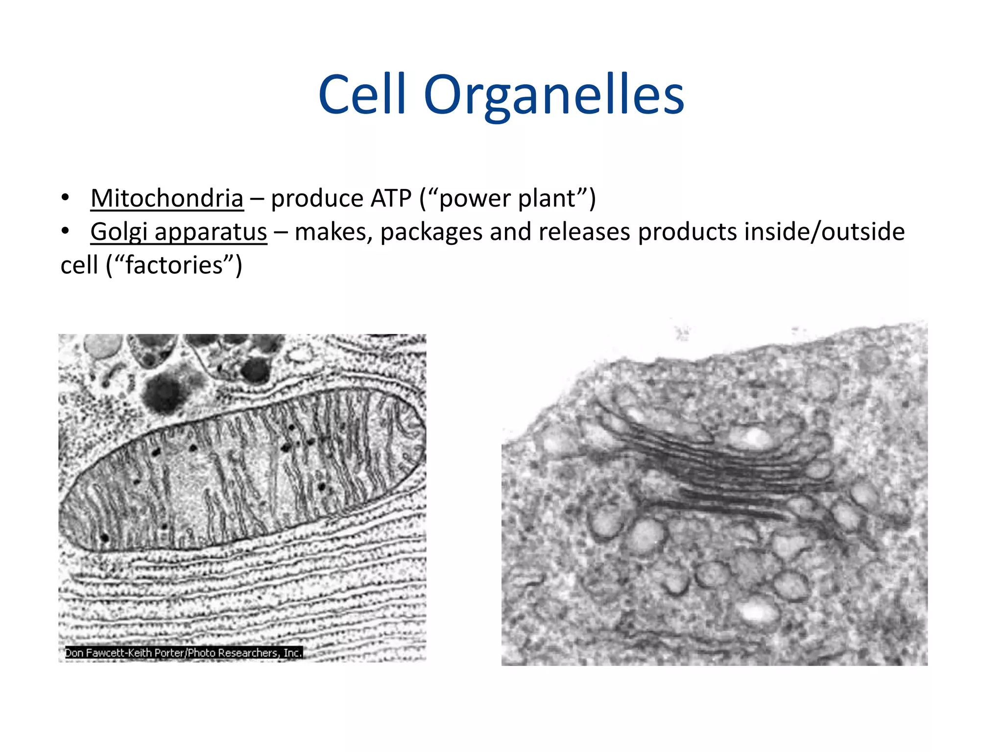 Cell OrganellesMitochondria – produce ATP (“power plant”)Golgi apparatus – makes, packages and releases products inside/outside cell (“factories”)