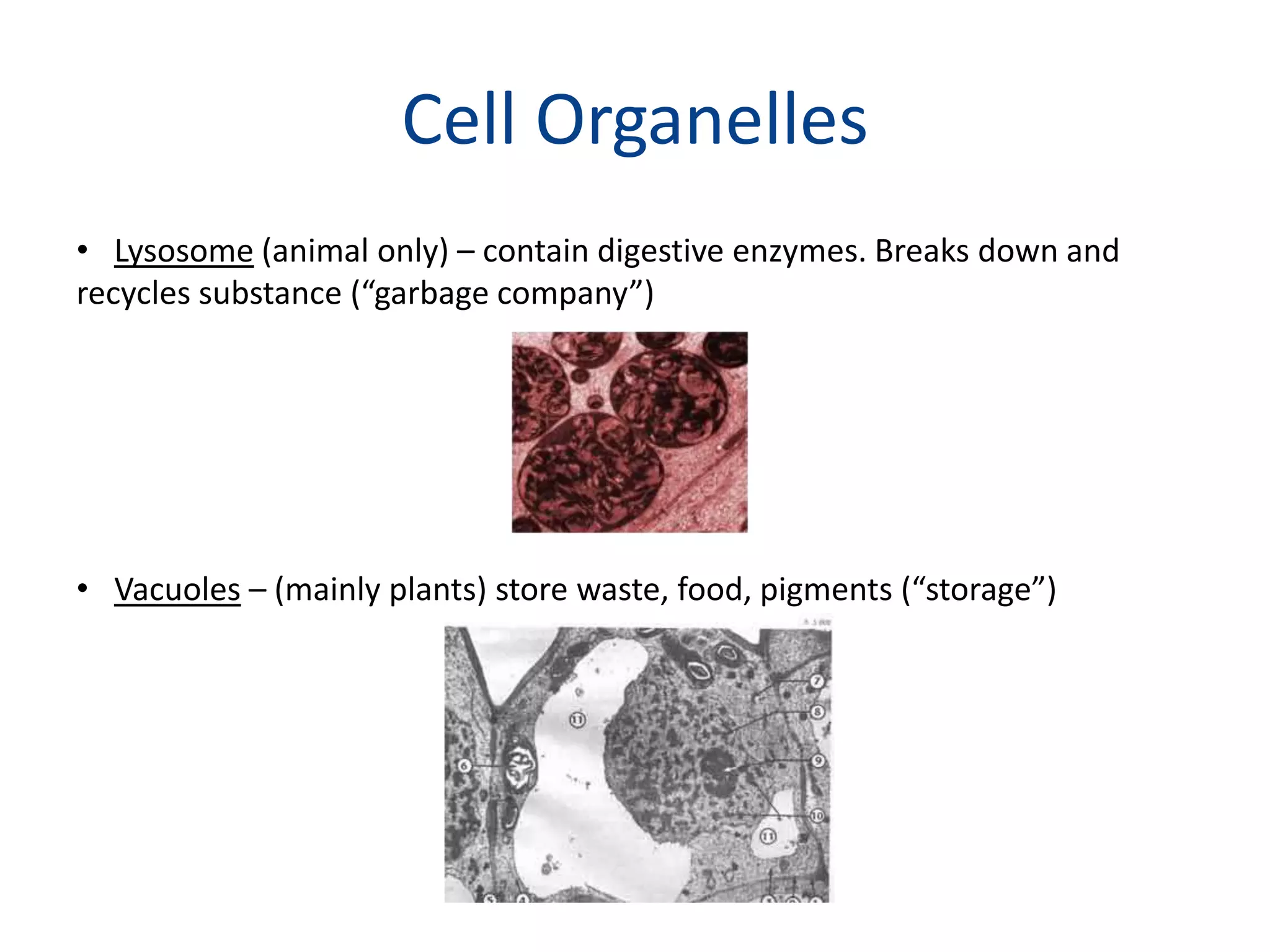 Cell OrganellesLysosome (animal only) – contain digestive enzymes. Breaks down and recycles substance (“garbage company”)Vacuoles – (mainly plants) store waste, food, pigments (“storage”) 