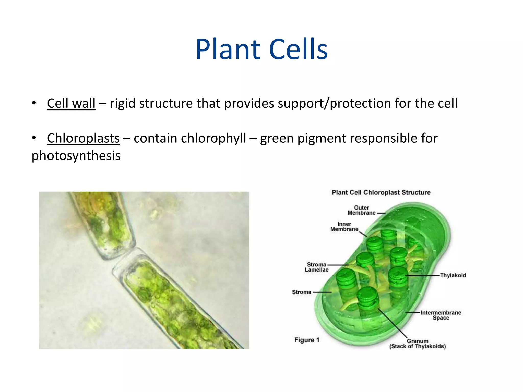 Plant CellsCell wall – rigid structure that provides support/protection for the cellChloroplasts – contain chlorophyll – green pigment responsible for photosynthesis