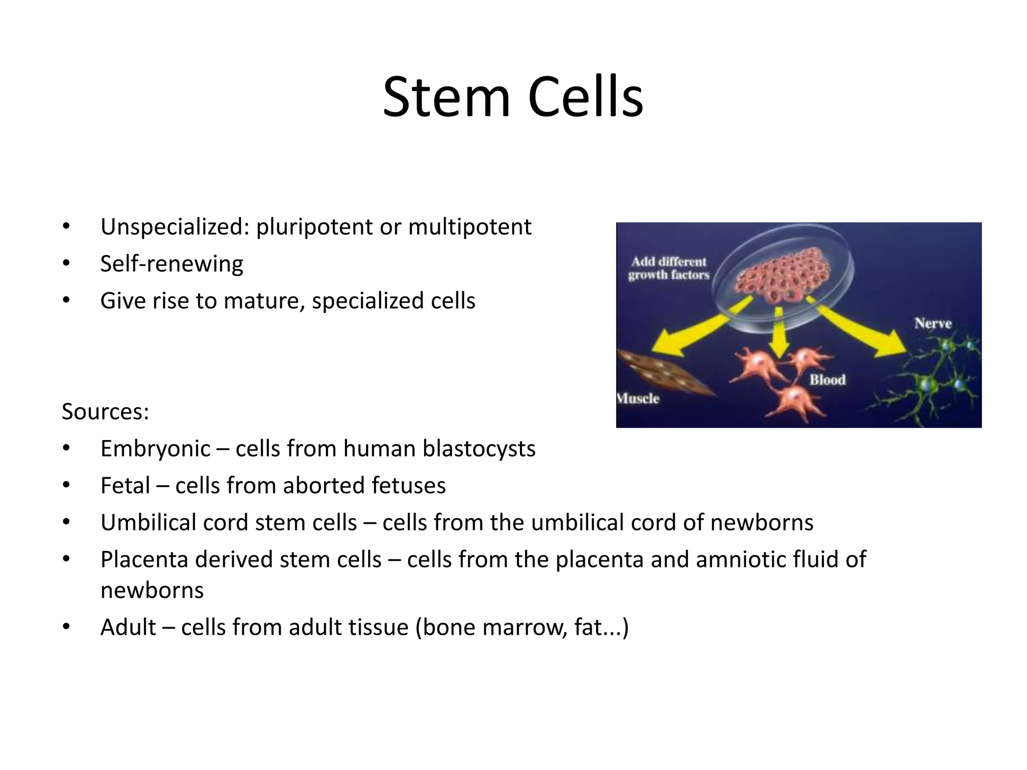 Stem CellsUnspecialized: pluripotent or multipotentSelf-renewingGive rise to mature, specialized cellsSources: Embryonic – cells from human blastocystsFetal – cells from aborted fetusesUmbilical cord stem cells – cells from the umbilical cord of newbornsPlacenta derived stem cells – cells from the placenta and amniotic fluid of newbornsAdult – cells from adult tissue (bone marrow, fat...)