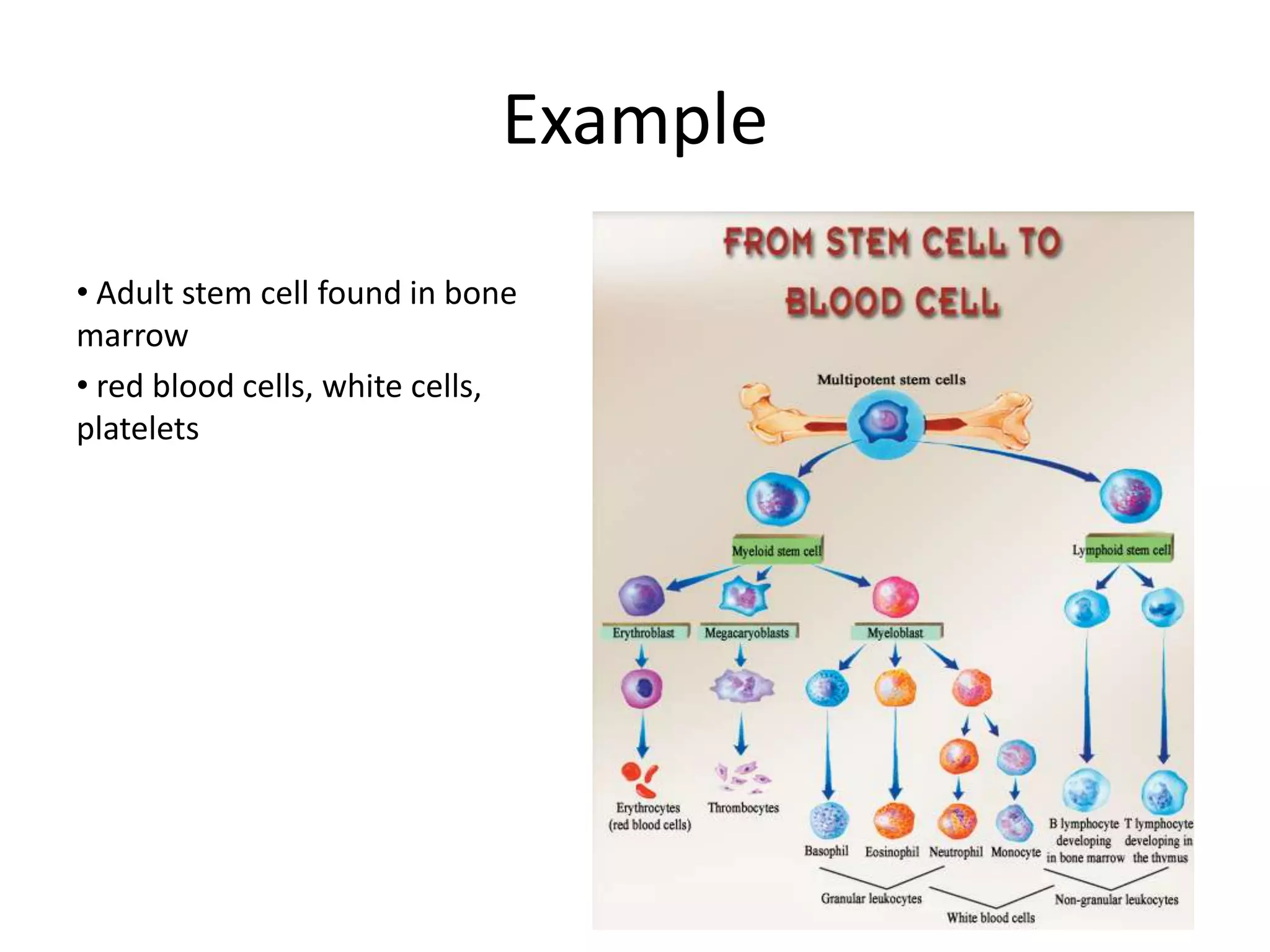 Example Adult stem cell found in bone marrow red blood cells, white cells, platelets