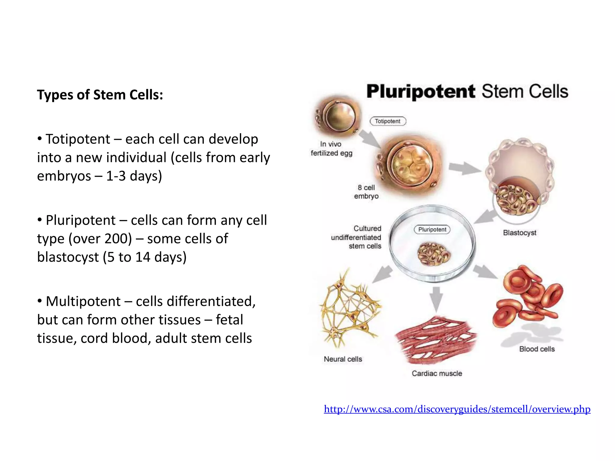 Types of Stem Cells: Totipotent – each cell can develop into a new individual (cells from early embryos – 1-3 days) Pluripotent – cells can form any cell type (over 200) – some cells of blastocyst (5 to 14 days) Multipotent – cells differentiated, but can form other tissues – fetal tissue, cord blood, adult stem cellshttp://www.csa.com/discoveryguides/stemcell/overview.php