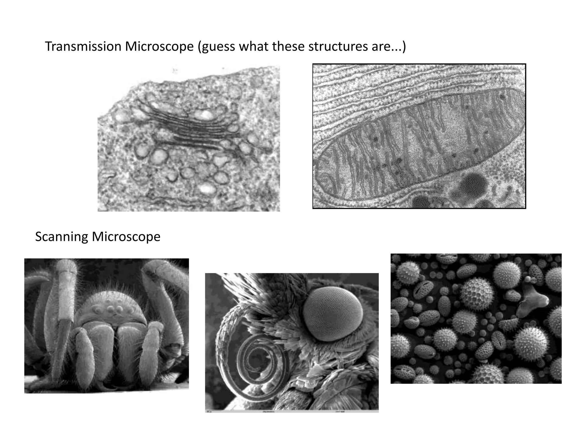Transmission Microscope (guess what these structures are...)Scanning Microscope