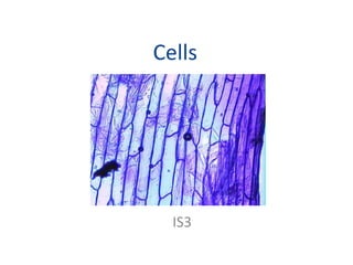 Cells IS3 