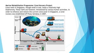 Marine Rehabilitation Programme: Coral Nursery Project
Coral reefs in Singapore, though small in size, boast a relatively high
biodiversity. These reefs are however, threatened by various human activities. In
order to enhance and restore the current coral cover in Singapore, a coral
nursery was established off Pulau Semakau in 2007.
 