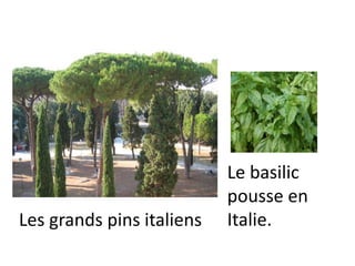 Le basilic
pousse en
Italie.Les grands pins italiens