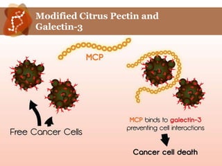 Modified Citrus Pectin and
Galectin-3
 