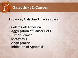 Galectin-3 & Cancer


•   In Cancer, Galectin-3 plays a role in:

    •   Cell to Cell Adhesion
    •   Aggregation of Cancer Cells
    •   Tumor Growth
    •   Metastasis
    •   Angiogenesis
    •   Inhibition of Apoptosis
 