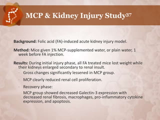 MCP & Kidney Injury Study37


Background: Folic acid (FA)-induced acute kidney injury model.
Method: Mice given 1% MCP-supplemented water, or plain water, 1
 week before FA injection.
Results: During initial injury phase, all FA treated mice lost weight while
  their kidneys enlarged secondary to renal insult.
  • Gross changes significantly lessened in MCP group.

  •   MCP clearly reduced renal cell proliferation.
  •   Recovery phase:
      MCP group showed decreased Galectin-3 expression with
      decreased renal fibrosis, macrophages, pro-inflammatory cytokine
      expression, and apoptosis.
 