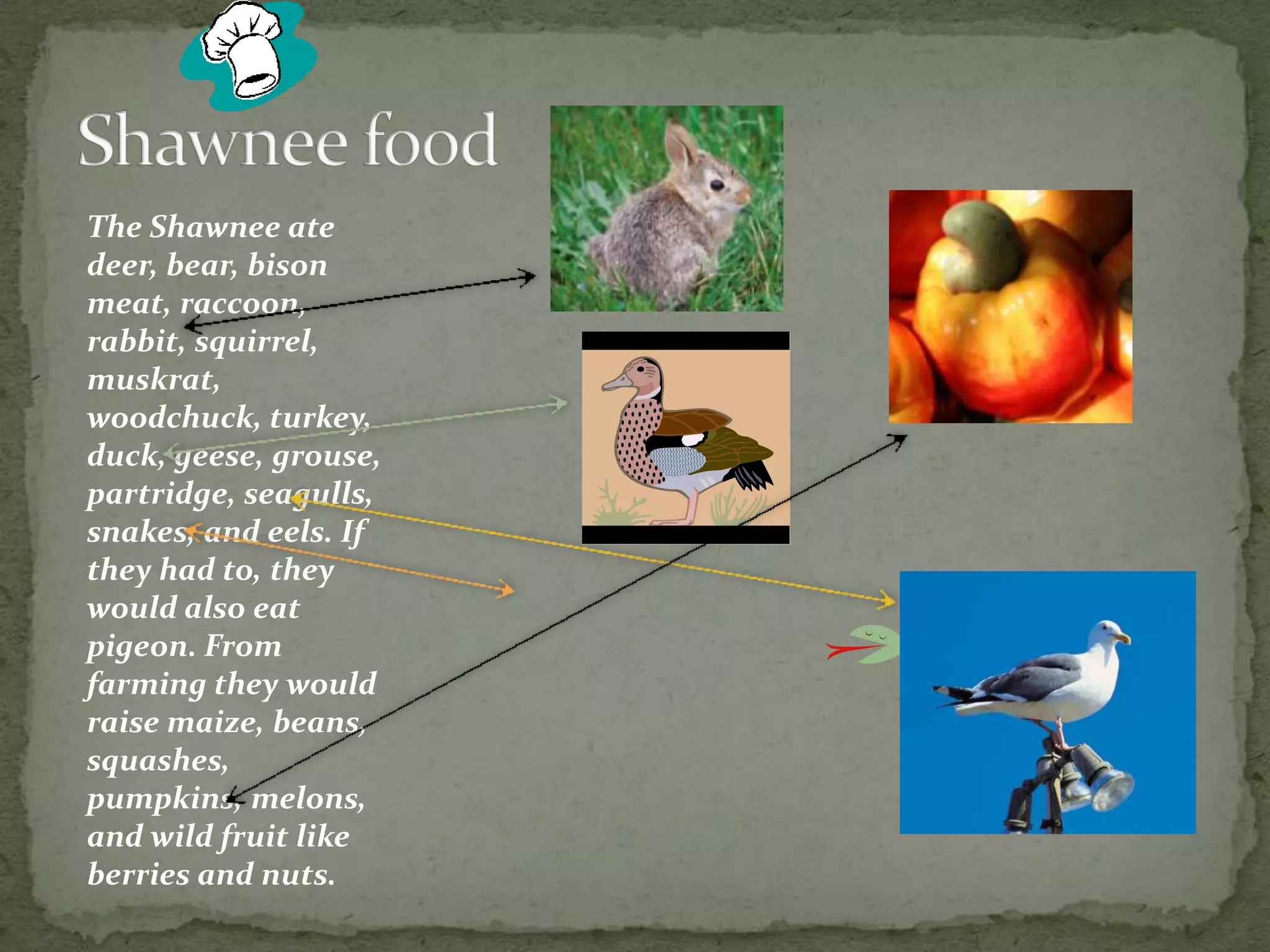 The Shawnee ate deer, bear, bison meat, raccoon, rabbit, squirrel, muskrat, woodchuck, turkey, duck, geese, grouse, partridge, seagulls, snakes, and eels. If they had to, they would also eat pigeon. From farming they would raise maize, beans, squashes, pumpkins, melons, and wild fruit like berries and nuts.Shawnee food