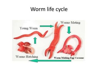 Worm life cycle
 