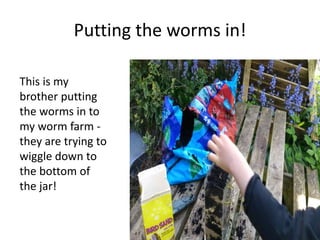 Putting the worms in!
This is my
brother putting
the worms in to
my worm farm -
they are trying to
wiggle down to
the bottom of
the jar!
 