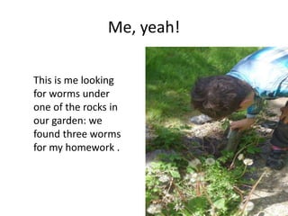 Me, yeah!
This is me looking
for worms under
one of the rocks in
our garden: we
found three worms
for my homework .
 