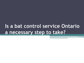 Is a bat control service Ontario
a necessary step to take?
 
