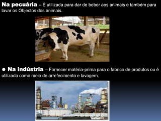 Na pecuária– É utilizada para dar de beber aos animais e também para lavar os Objectos dos animais.● Na indústria– Fornecer matéria-prima para o fabrico de produtos ou é utilizada como meio de arrefecimento e lavagem.