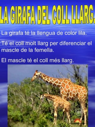 La girafa té la llengua de color lila. Té el coll molt llarg per diferenciar el mascle de la femella. El mascle té el coll més llarg. LA GIRAFA DEL COLL LLARG. 