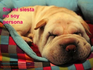 Sin mi siesta no soy persona http:// farm6.static.flickr.com/5170/5328235315_6a48f4f308.jpg   Creative   Commons   Attribution  2.5  License  by  Peter   Shanks   