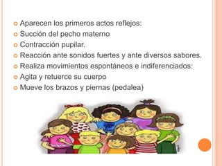 Aparecen los primeros actos reflejos:Succión del pecho maternoContracción pupilar.Reacción ante sonidos fuertes y ante diversos sabores.Realiza movimientos espontáneos e indiferenciados:Agita y retuerce su cuerpoMueve los brazos y piernas (pedalea)