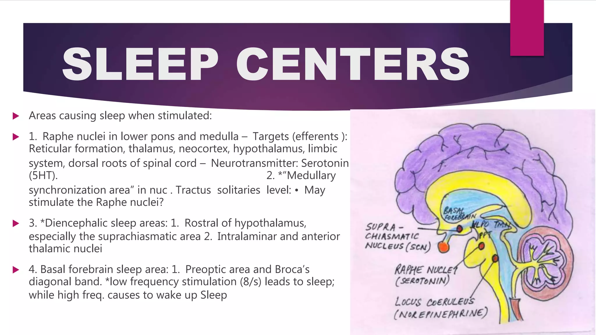 Isabella thoburn college neural mechanism of sleep | PPT
