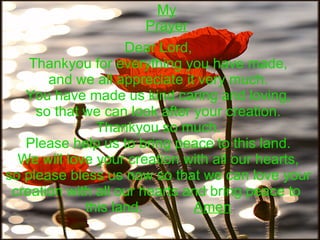 My Prayer Dear Lord, Thankyou for everything you have made, and we all appreciate it very much. You have made us kind caring and loving, so that we can look after your creation. Thankyou so much. Please help us to bring peace to this land. We will love your creation with all our hearts, so please bless us now so that we can love your creation with all our hearts and bring peace to  this land.  Amen 