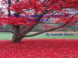 Thankyou for watching my PowerPoint. Bye everyone.  By Isabelle Stone 