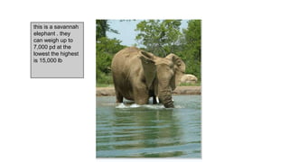 this is a savannah
elephant . they
can weigh up to
7,000 pd at the
lowest the highest
is 15,000 lb
 