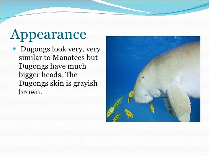 Isabelle's Dugong Powerpoint