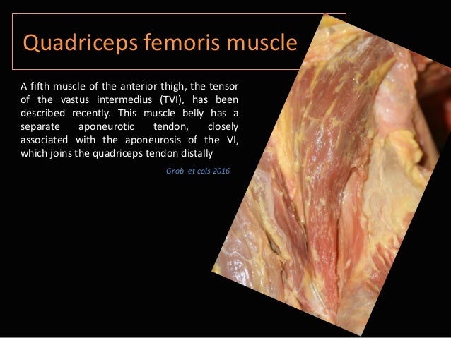 isabel miguel quadriceps muscle anatomy cadaver study prp