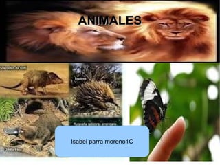 ANIMALES




Isabel parra moreno1C
 