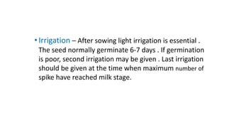 • Irrigation – After sowing light irrigation is essential .
The seed normally germinate 6-7 days . If germination
is poor, second irrigation may be given . Last irrigation
should be given at the time when maximum number of
spike have reached milk stage.
 
