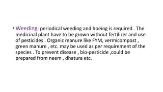 •Weeding- periodical weeding and hoeing is required . The
medicinal plant have to be grown without fertilizer and use
of pesticides . Organic manure like FYM, vermicompost ,
green manure , etc. may be used as per requirement of the
species . To prevent disease , bio-pesticide ,could be
prepared from neem , dhatura etc.
 